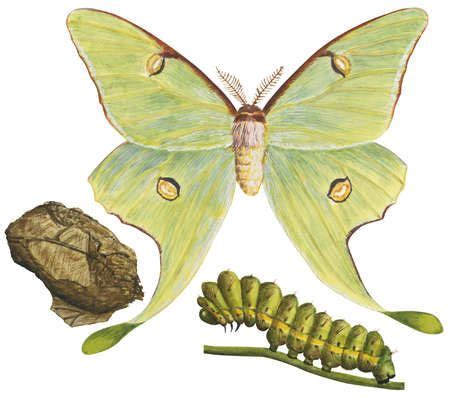 Stock Illustration - The life stages of a Luna moth (Actias luna) | Luna moth, Moth illustration ...