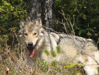 Alexander Archipelago Wolf Will Not Receive ESA Listing | THE WILDLIFE SOCIETY