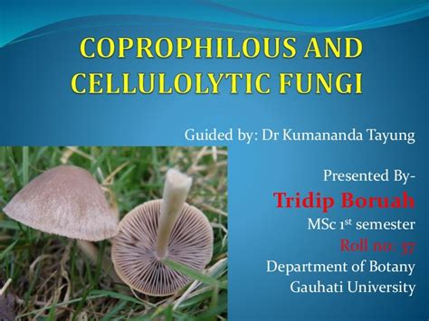 Coprophilous and cellulolytic fungi