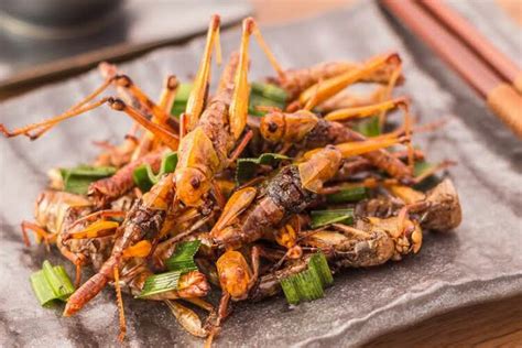 Entomophagy or eating insects: Benefits and safety! - Sugar Zam