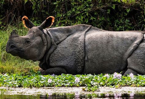 Kaziranga National Park - Best Tiger & Rhino Safari 2021