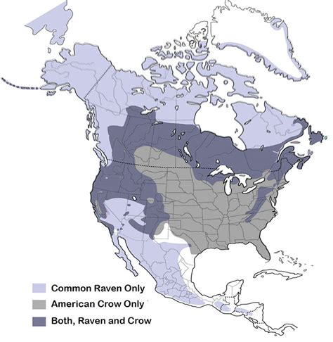 Differences Between an American Crow and a Common Raven (with Map, Pictures, and Sounds) - Avian ...