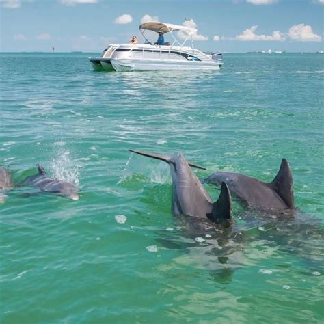 Key West dolphin tours and encounters | FloridaKeys.com