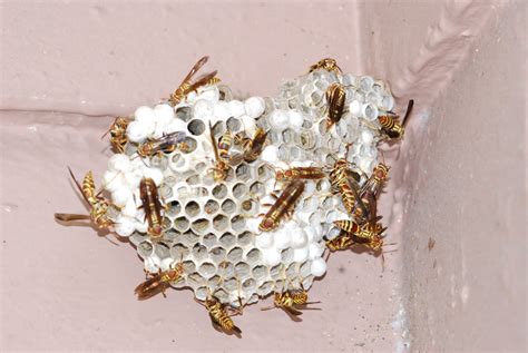 ALL Florida Bee Removal Blog: Free Hornet Nest Removal