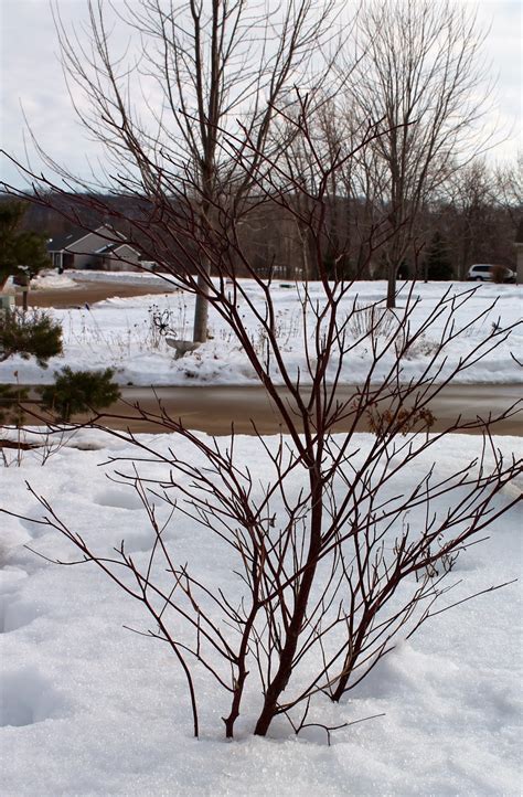 Think Global, Garden Local: Tree & shrub silhouettes provide winter interest