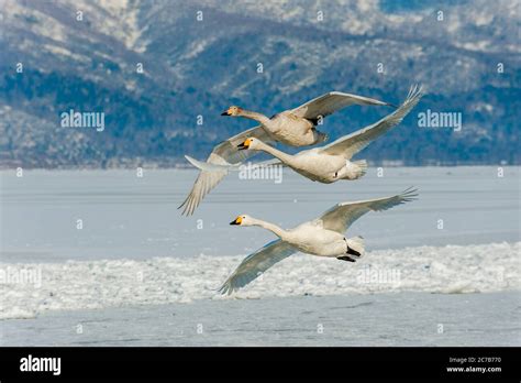 Whooper swans (Cygnus cygnus) flying over the frozen Lake Kussharo at ...