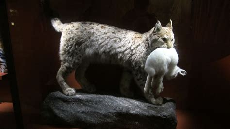 Lynx, Naturhistoriska riksmuseet, Stockholm | Cats, Animals, Lynx