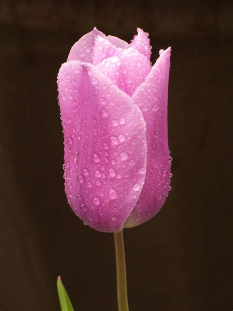 Raindrops On Tulips | Surprisingly in this very dry year we … | Flickr