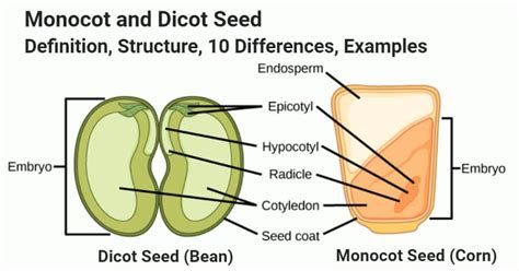 Monocot vs Dicot Seed- Definition, Structure, 10 Differences, Examples | Parts of a seed, Seeds ...