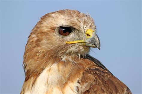 Hawks In Michigan: 9 Species You've Just Got To See