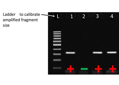 Science Sleuths: the Science that Shapes Diagnostic Tests: PCR, qPCR – What’s the Difference ...