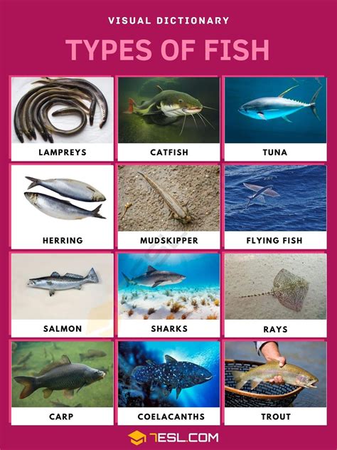 Types of Fish: List of Fish with Interesting Facts and Pictures • 7ESL ...