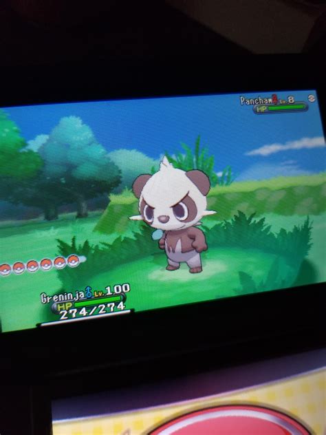 [6] Second shiny pancham, finsished the pancham line : r/ShinyPokemon