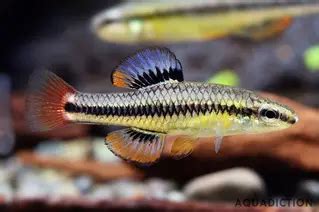 Bluefin Killifish - Lucania goodei Fish Profile & Care Guide