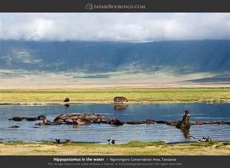 Ngorongoro Crater Wildlife Photos – Images & Pictures of Ngorongoro Crater