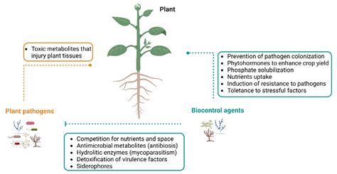 Microorganisms | Free Full-Text | Endophytic Diaporthe as Promising Leads for the Development of ...