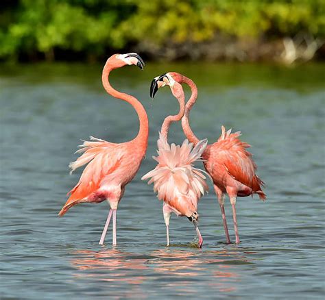 30+ Mating Dance Of A Flamingo Stock Photos, Pictures & Royalty-Free Images - iStock