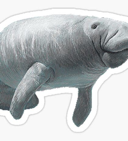 Manatee: Stickers | Redbubble