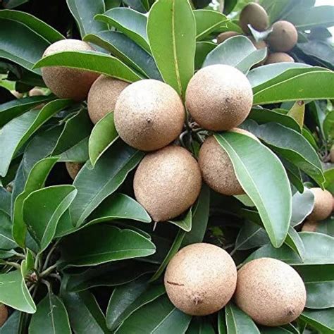 A Grade Fresh Chiku Fruit, Packaging Type: Loose at Rs 110/kg in Champahati