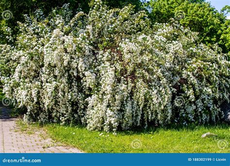 Spirea Bloom Royalty-Free Stock Image | CartoonDealer.com #934744