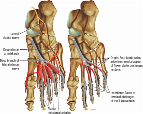 The Ankle and Foot | Musculoskeletal Key