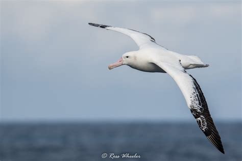 The Eight Albatrosses of Antarctica and the Sub-Antarctic