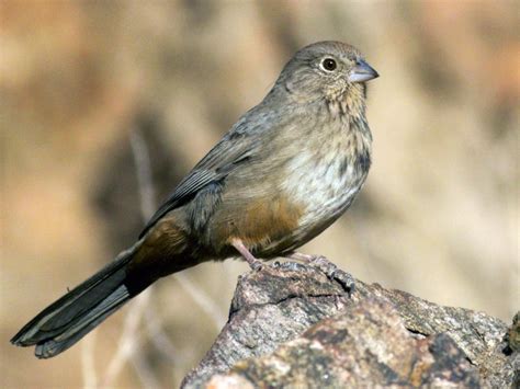 Canyon Towhee | Celebrate Urban Birds