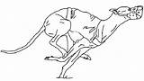 Greyhound Coloring Pages  Best For Kids sketch template