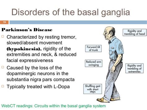 Cerebellum and basal ganglia