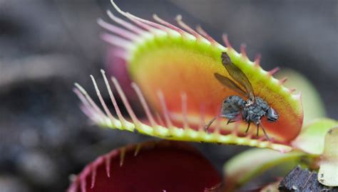 Piante carnivore da appartamento: tutti i consigli per coltivarle