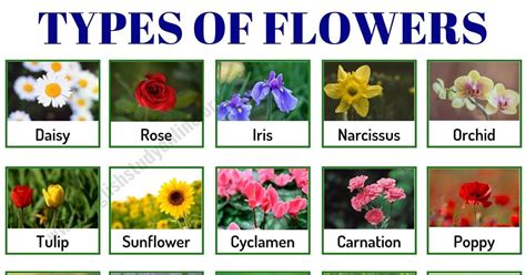 Corki Skill: All Types Of Flowers And Their Meanings - Flower Names: List of 25+ Popular Types ...