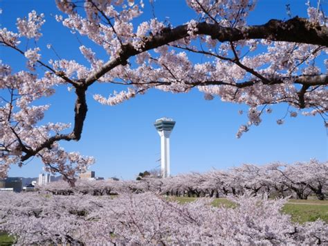 Best Cherry Blossom Spots in Hokkaido - Japan Web Magazine