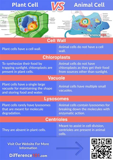 Plant Cell vs. Animal Cell: 5 Key Differences | Difference 101