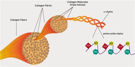 #14. Globular and fibrous proteins - haemoglobin and collagen | Biology Notes for A level