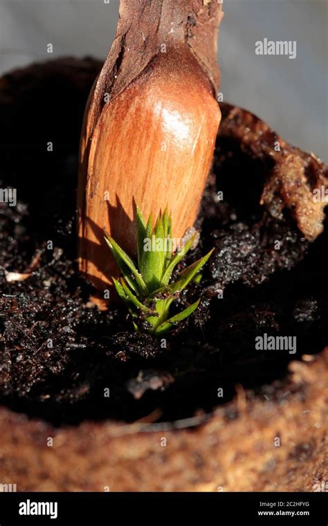 seeds from Araucaria araucana Stock Photo - Alamy