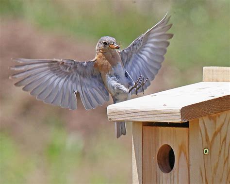 Eastern Bluebird Feeding Photograph by Mike Dickie | Pixels