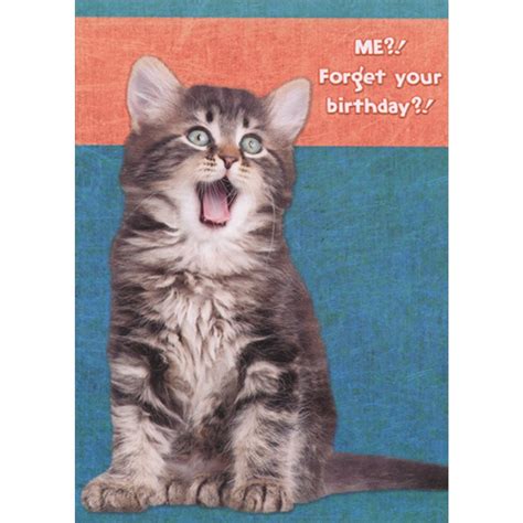 Shocked Kitten with Open Mouth Funny : Humorous Cat Birthday Card ...