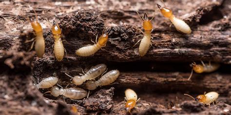 Subterranean Termites Prevention and Control in Buildings | Pest Control