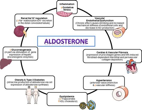 Role of Mineralocorticoid Receptor Antagonists in Cardiovascular Disease | Circulation Research