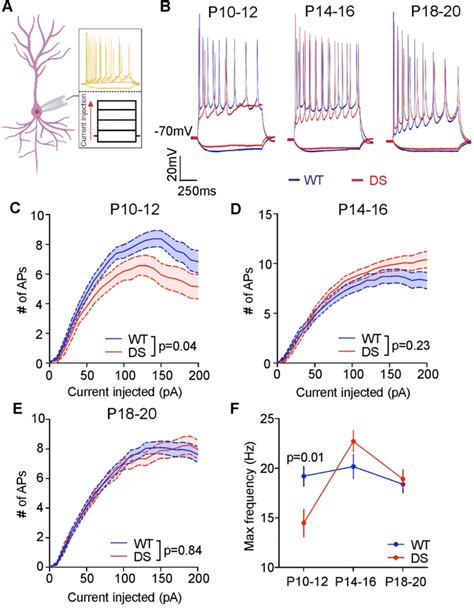 CA1 pyramidal cells exhibit unanticipated hypoexcitability at P10-12 in ...