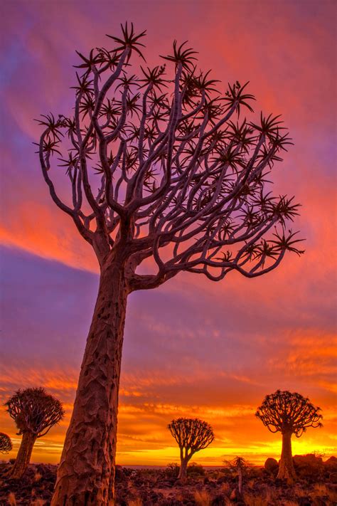 Quiver Tree forest at sunset - Jim Zuckerman photography & photo tours