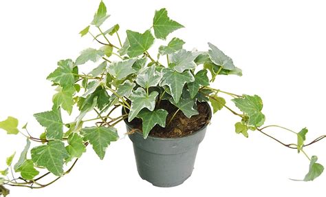 English Ivy Plant | Best Indoor Plants That Help You Sleep | POPSUGAR Home Photo 17