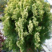 Platycladus orientalis or Thuja orientalis | Care and Growing