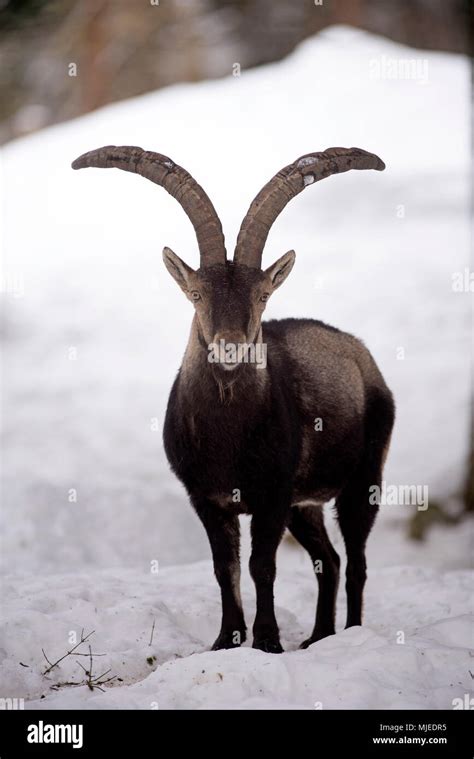 Pyrenean ibex hi-res stock photography and images - Alamy