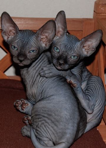 Elf kittens - elf sphynx - elf cats — NOCOATKITTY SPHYNX