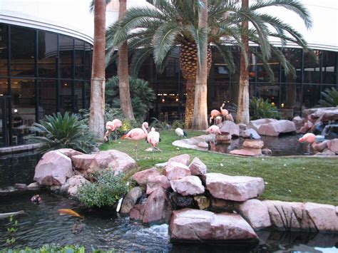 Wildlife Habitat at Flamingo Las Vegas - Chilean Flamingo Exhibit - ZooChat