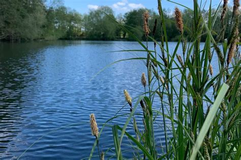 Norfolk Carp Fishing Lakes Near Me - Discover The Best Fishing Spots