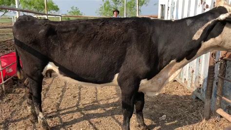 Black Baldy Cow, #18356 | Cattle for sale - YouTube