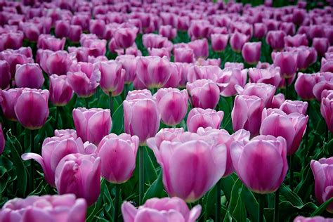 Purple Tulips - A Fine Art Print by Anthony Lewis available in various ...