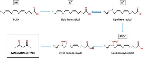 Malondialdehyde (MDA) formation through lipid peroxidation in ...